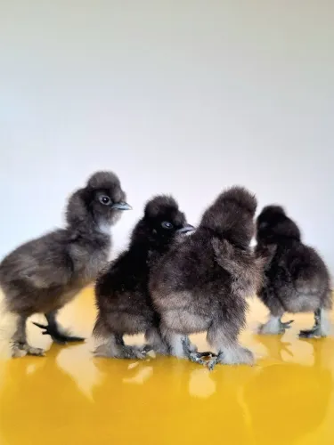 Pintinhos de Galinha Sedosa do Japão