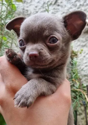 Chihuahua Mini Caramelo Fêmea - Personalidade Forte e Muito Amorosa! 