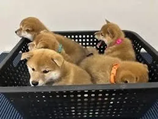 shiba  com kit de racao e muito mais 