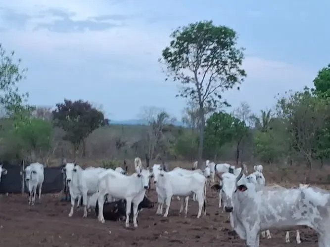 FAZENDA 75 ALQUEIRES EM COLINAS/GO