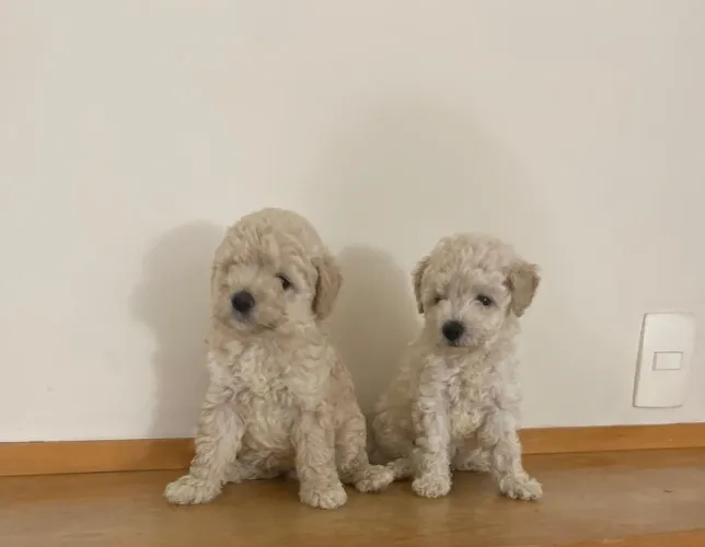 Poodle Miniatura - Lindos e fofos Machos Entregamos 