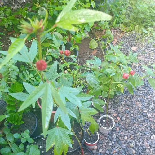 Plantas para Culinária e medicinais