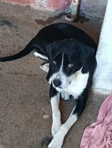 Cachorra mistiça