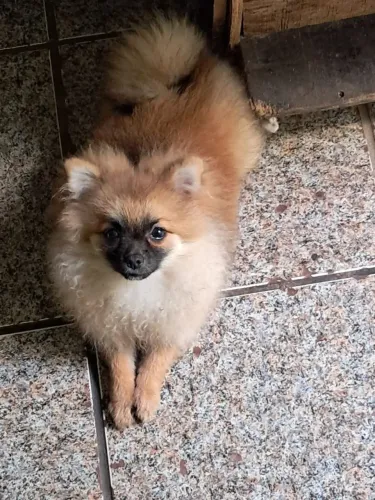 Spitz macho
