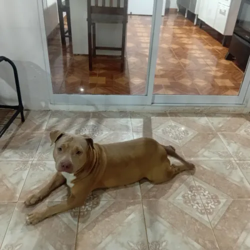 Pitbull fêmea. 