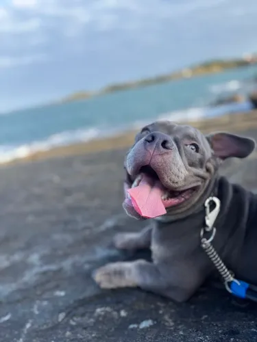 American Bully micro 7 meses