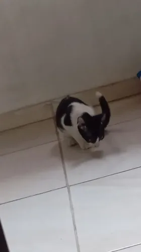 Adoção de gatinha