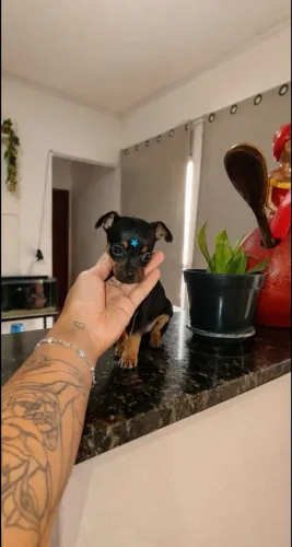 Pinscher