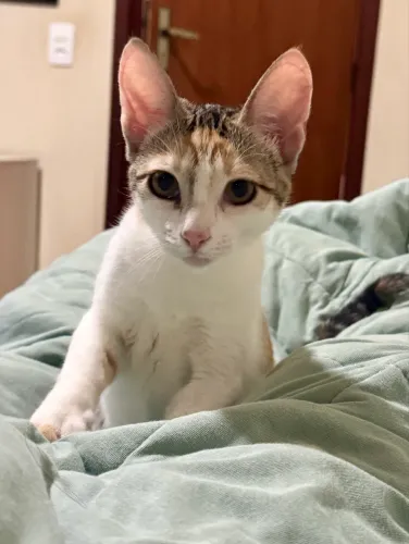 Doação de gata fêmea 6 meses