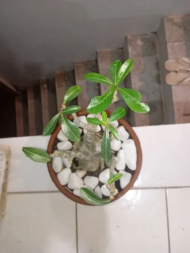 Rosa do deserto