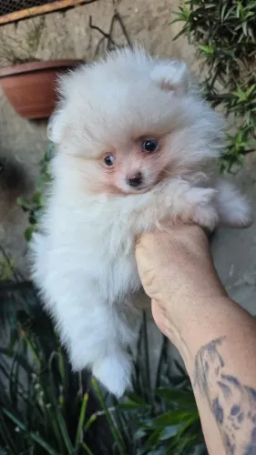 Cachorro 