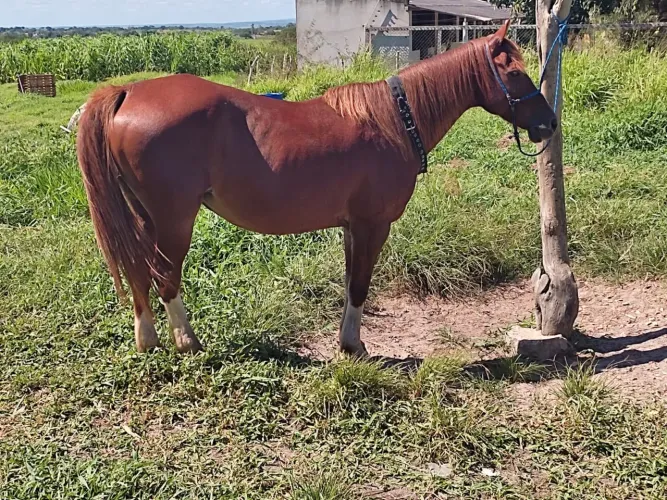 Vendo Égua Quarto de Milha Prenha