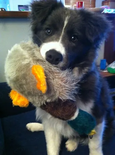 Border Collie - O Parceiro Ideal Para Aventuras E Momentos Em Família