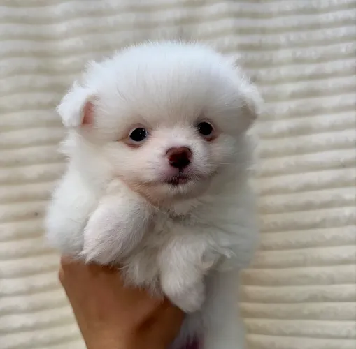 Filhote Lulu da Pomerânia/Spitz alemão - Fêmea Branca 