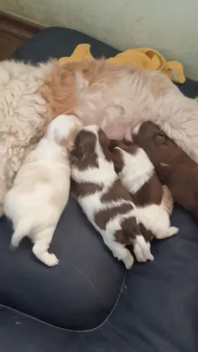 venda de shihtzus