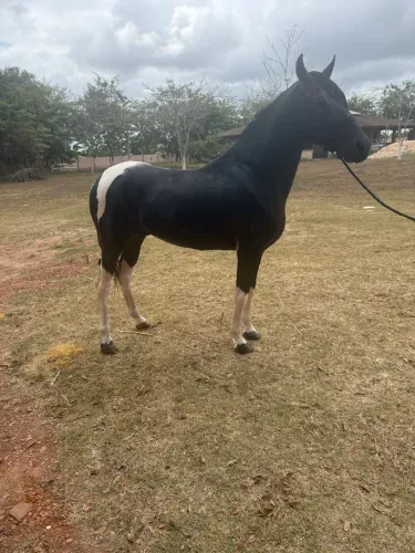 Quero locar sítio ou fazenda