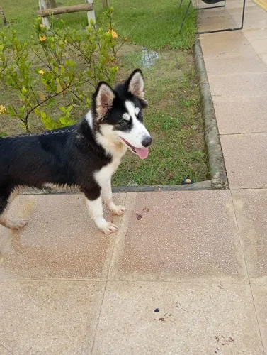 Vendo filhote de husky siberiano