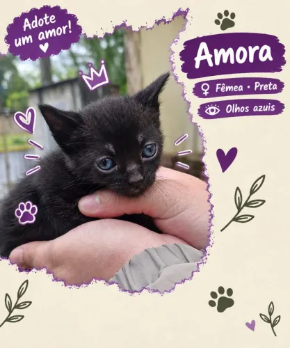 Gatinha preta para adoção