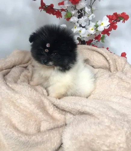 Lulu da Pomerânia 