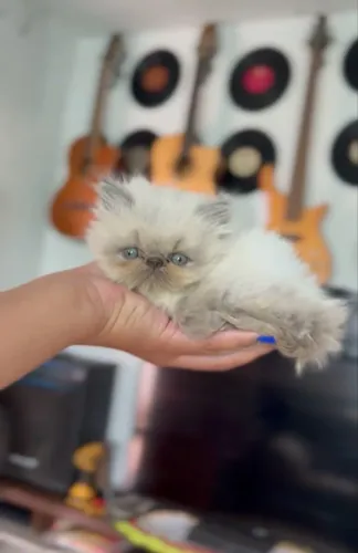 Gato persa
