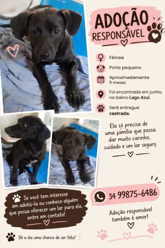 Cadelinha para adoção de pequeno porte