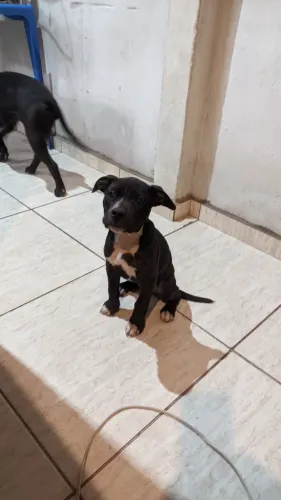 Filhote Pitbull fêmea