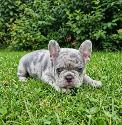 Buldogue francês macho exótico 