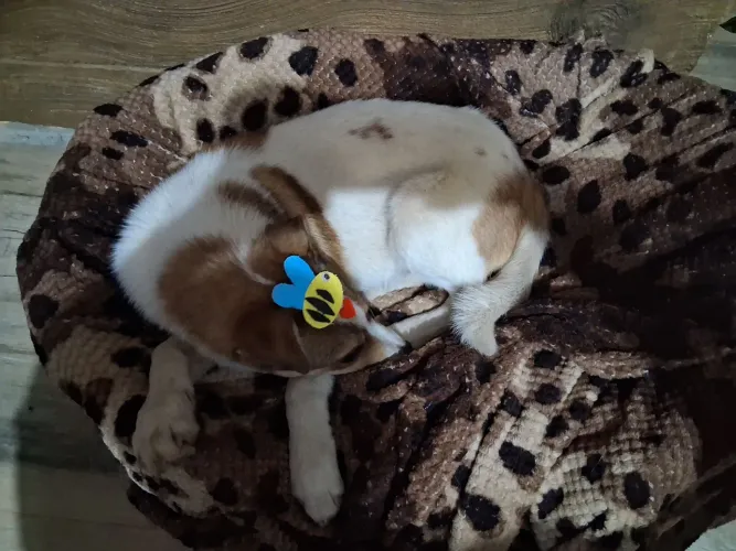 Machinho Adulto pra Adoção 