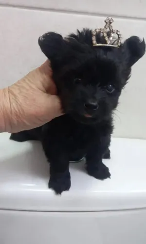 Vendo fêmea mini