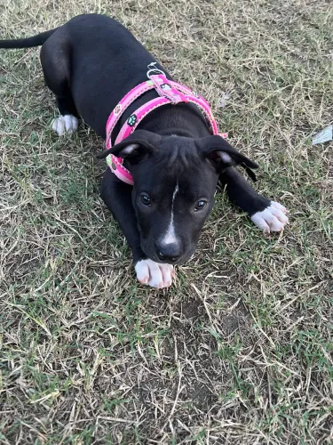 Pitbull