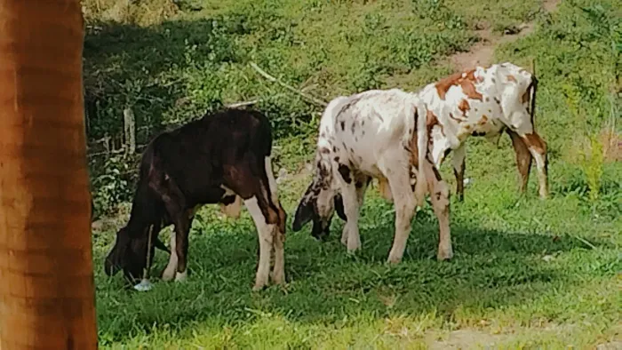 Bezerros Girolando 5/8 todos adaptados a pasto e ração