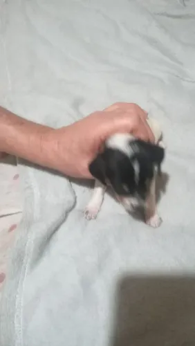 Fox paulistinha