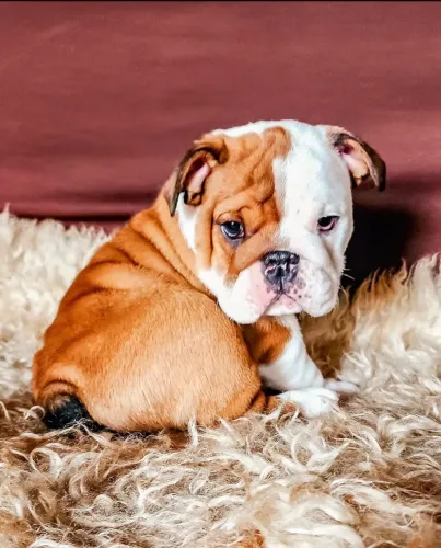 O Buldogue Inglês perfeito para quem busca amor, lealdade e muita fofura.