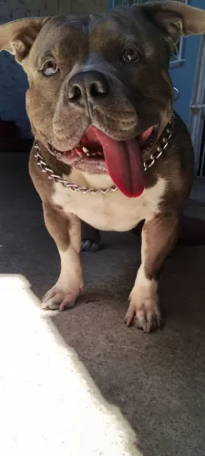 American Bully macho disponível para cobertura