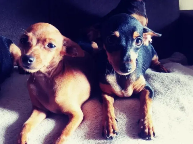 Venda de pinscher fêmea adulta