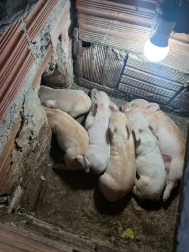 Vende-se porco baie