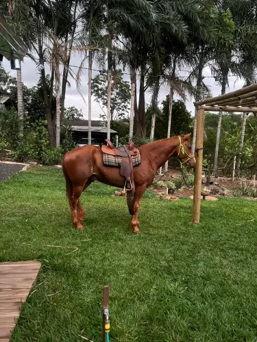 Vendo Cavalo quarto de milha castrado