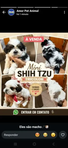 Shitzu mini tricolor 