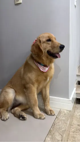 Golden retriever fêmea 8 meses