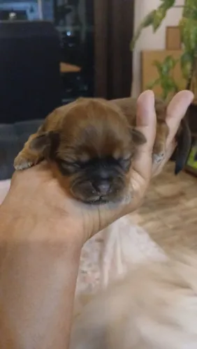 Filhotes de shih-tzu