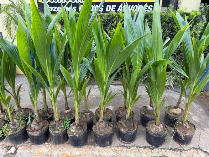 Plantas