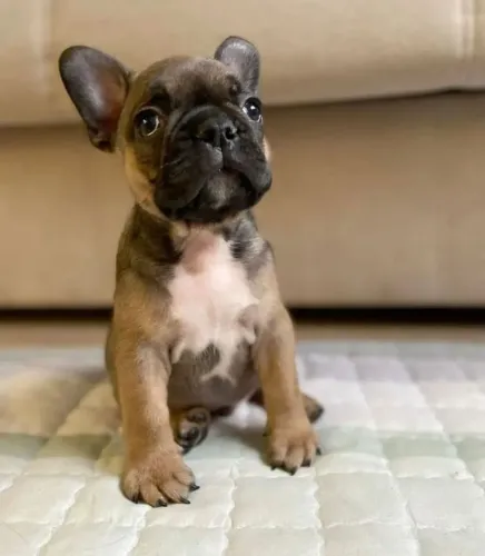 Bulldog