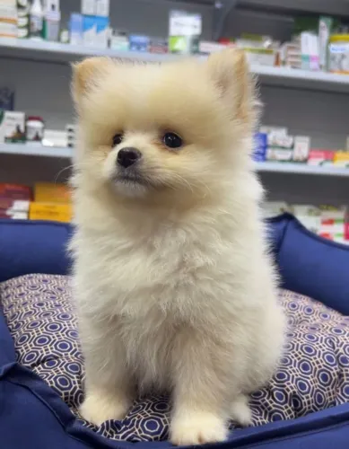 Lulu da Pomerania 