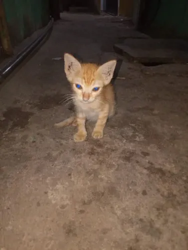 Gatinhos de ruas precisando de um lar