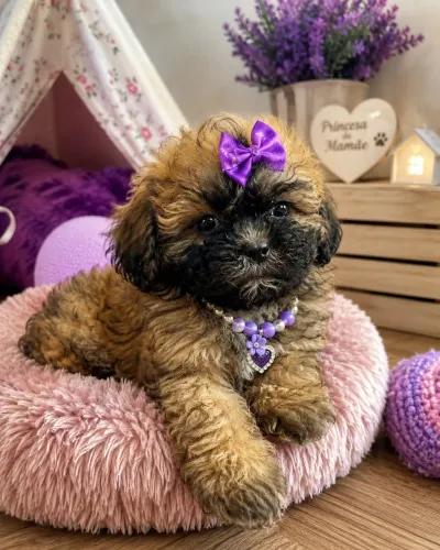 Princesa filhote de Lhasa apso fêmea! 