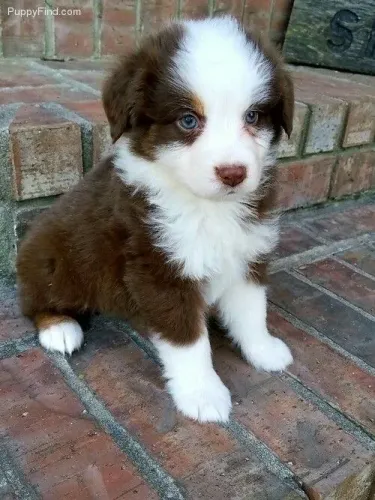Border Collie - Uma Contratação De Respeito