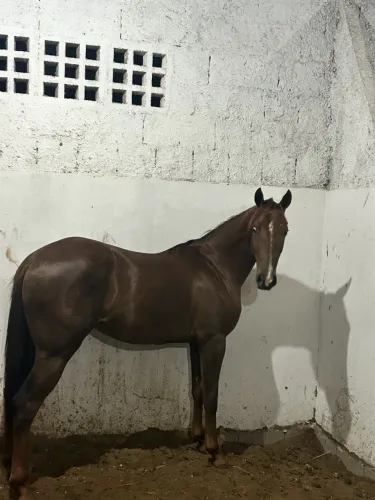 Égua Quarto de milha