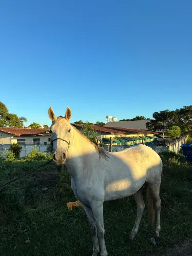 VENDO POTRANCA