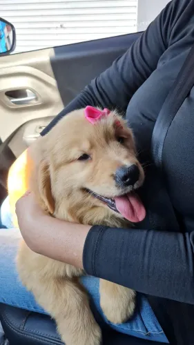 Vende-se filhote fêmea de Golden Retriver 