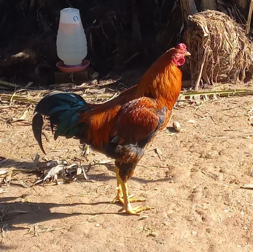 Galo Caipira